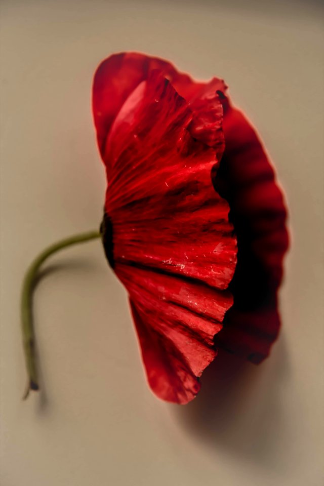 Still life, Flora, Flower