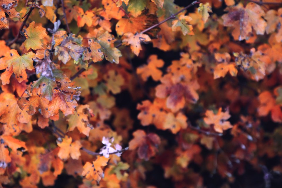 Leaves, Red, Autumn