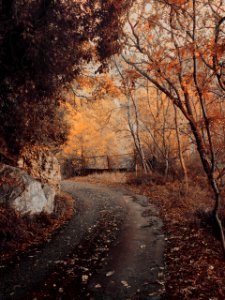 Crimean peninsula, Forest, Pathway photo