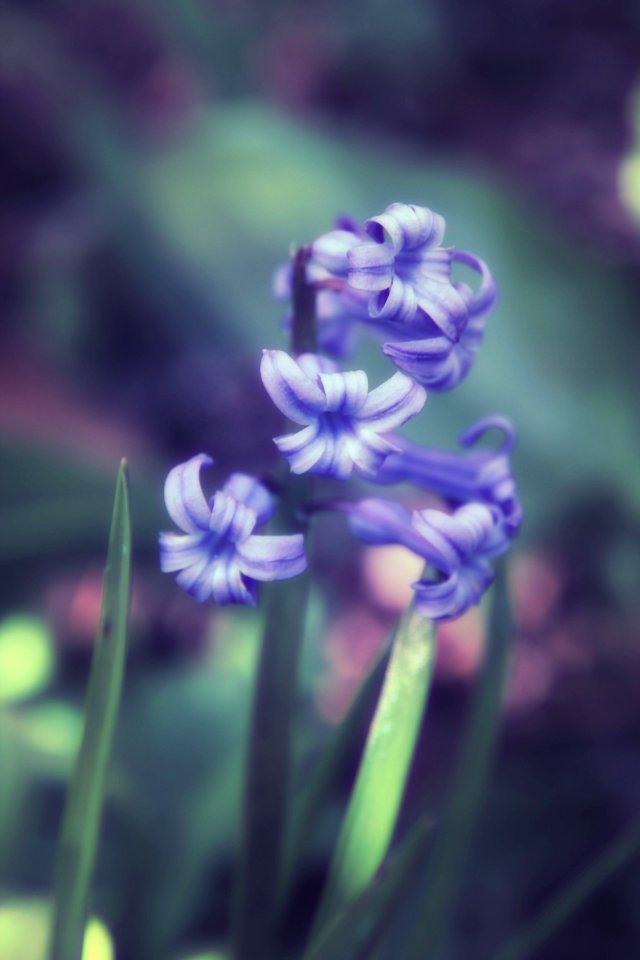 Gyacint, Blue, Flora