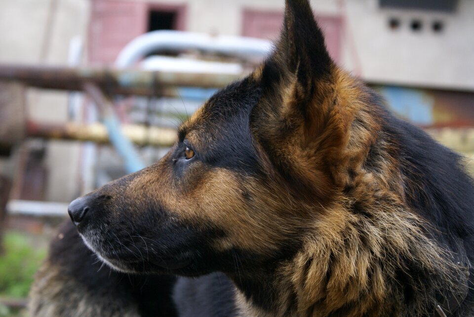 The head of the at the court of doggy