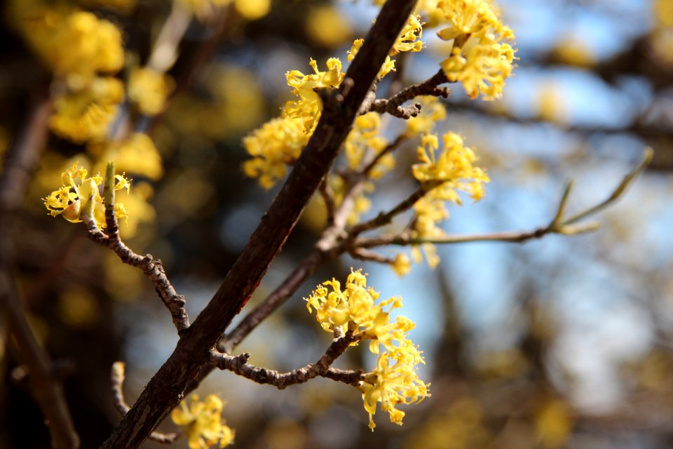 Flowers, Dogwood blossom, Yellow blossoms