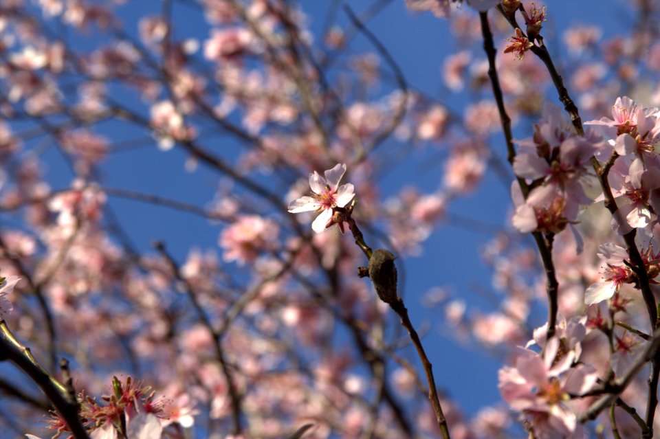 Flowers, Cherryblossom, Cherrypetals