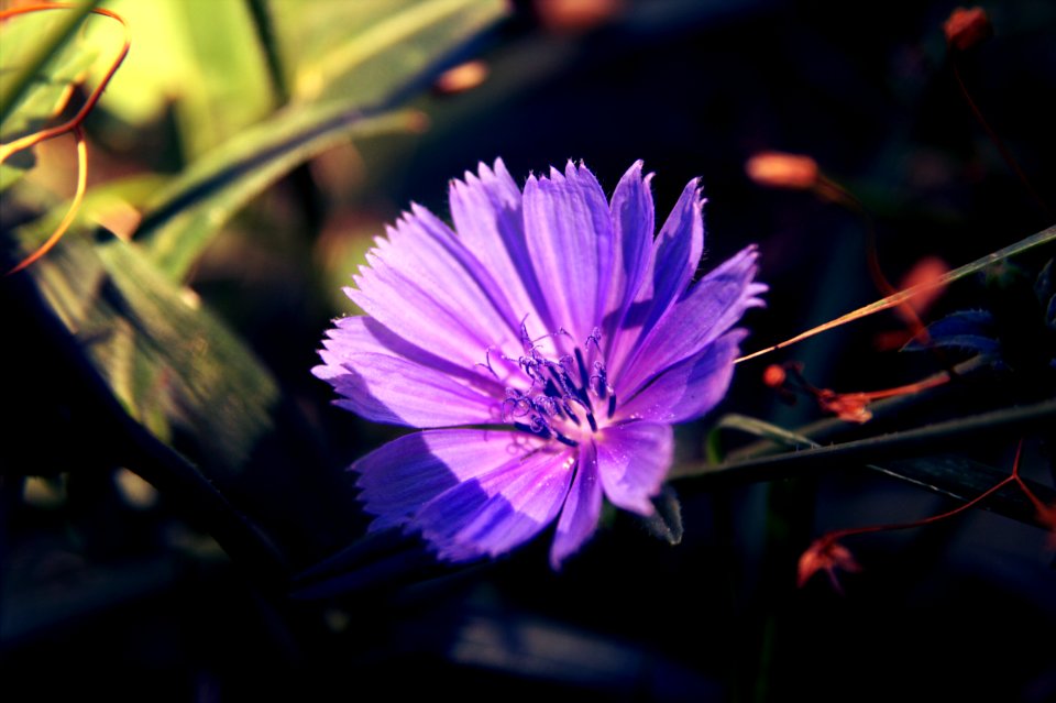 Summer flowers, Field flowers, Wild flowers photo