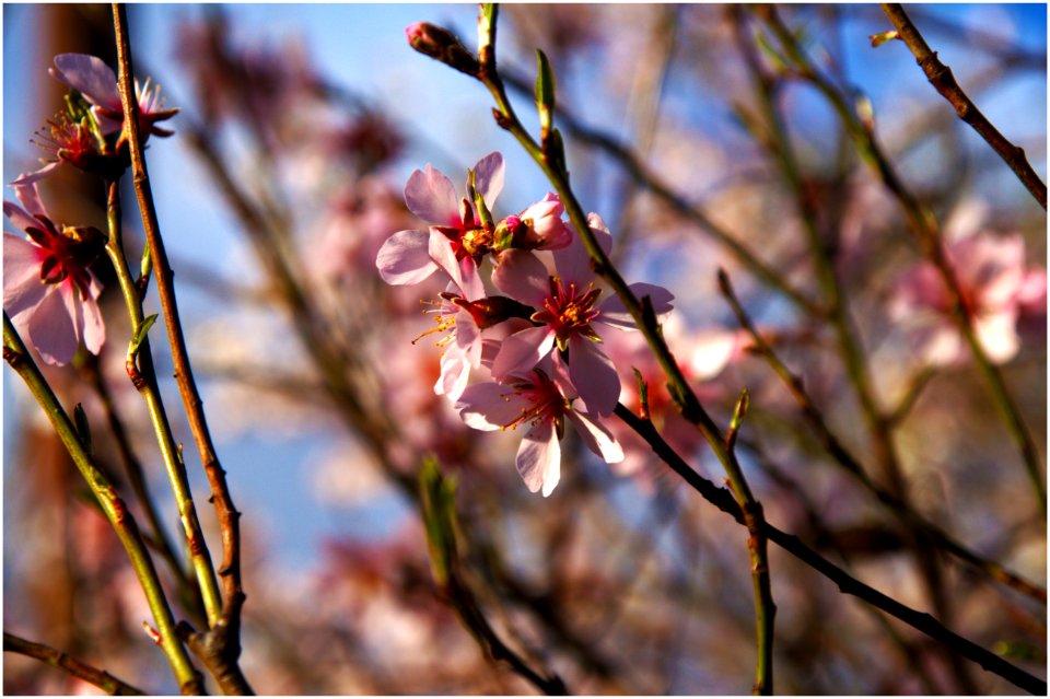 Flowers, Cherryblossom, Cherrypetals
