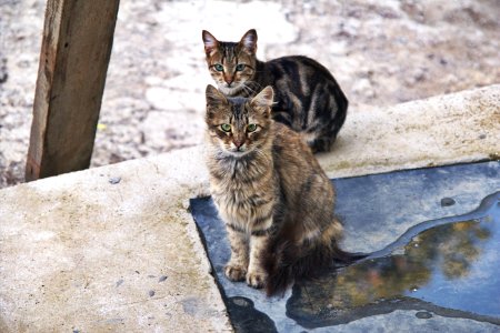 Kitty, Animals, Domestic cats photo