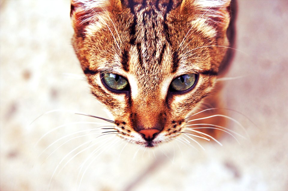 Stripped cat, Eyes, Green eyed