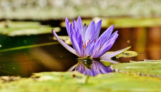 Plant pond blossom photo