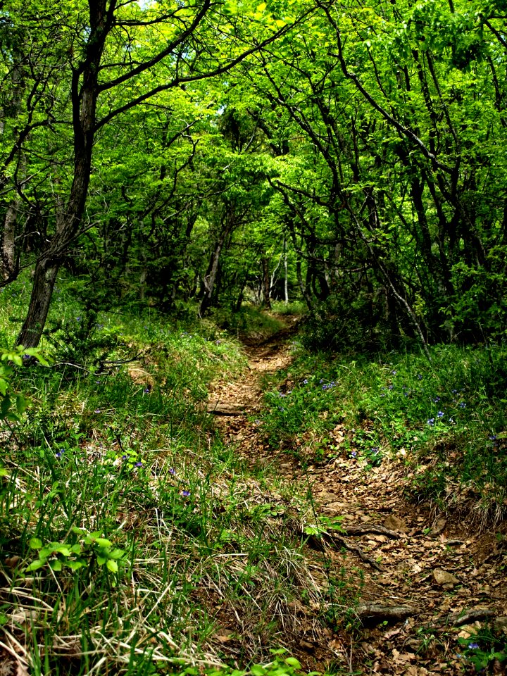 Road, Trail, Path
