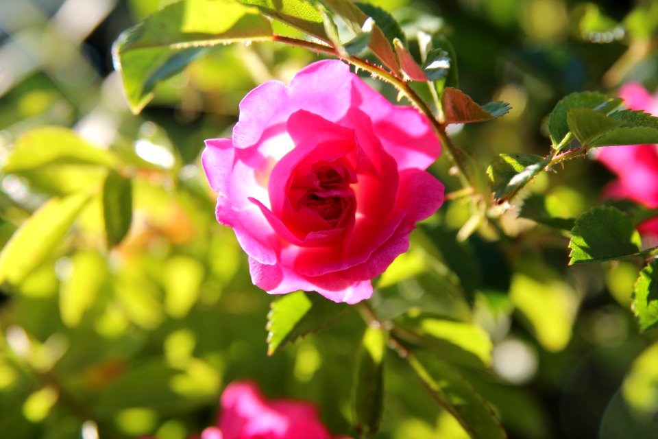 Garden flowers, Flowers, Petals