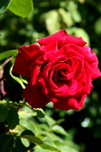 Garden, Flower, Flowers
