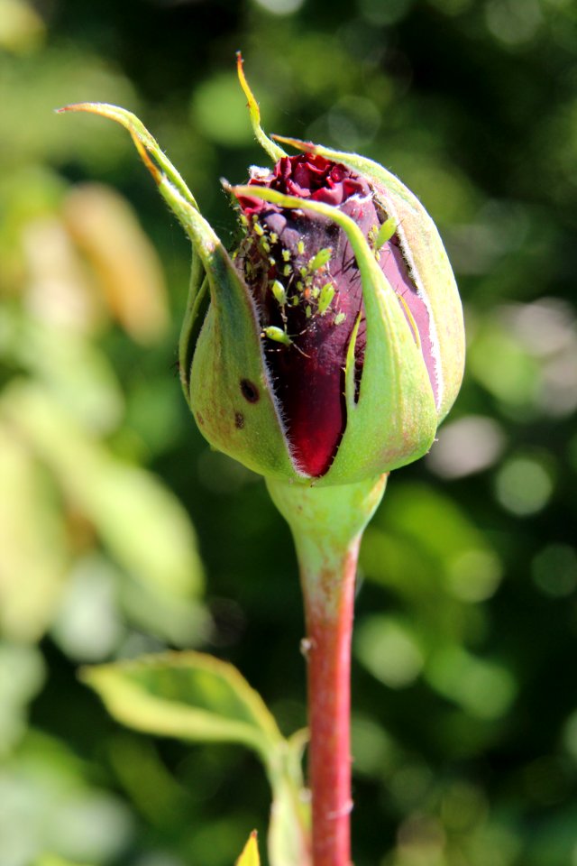 Rose, Aphid, Red rose