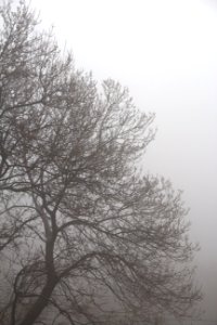Branches, Fog, Forest photo