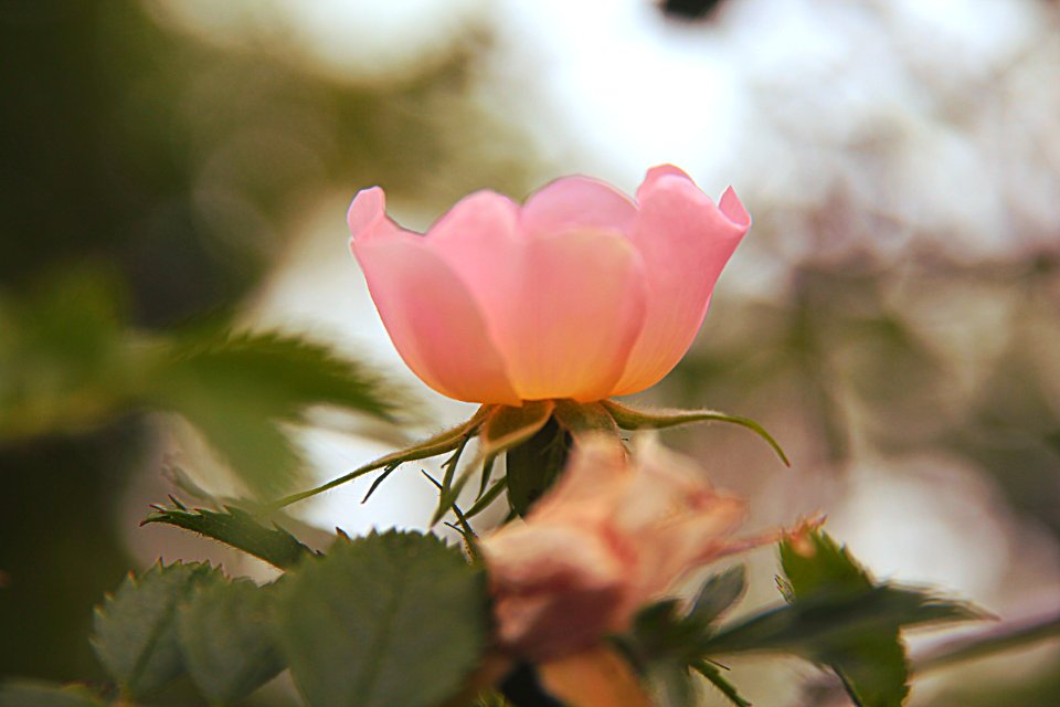 Flower, Wildrose, Floral