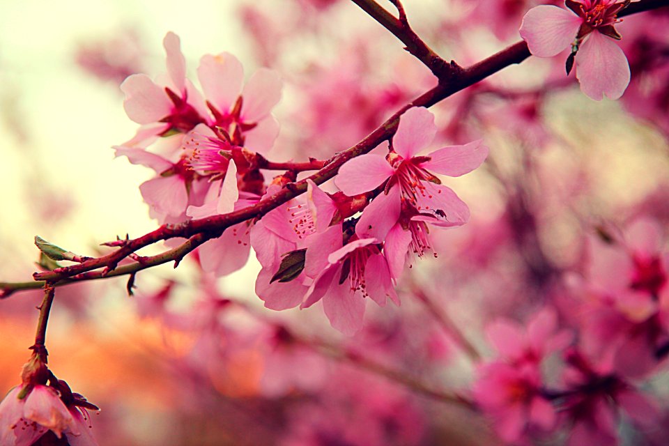 Petals, Tree pink, Spring