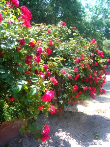 Blossom, Flowering, Bloom photo