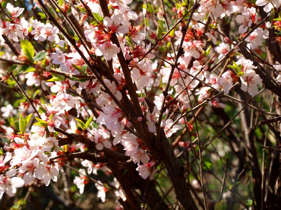 Blossomed tree, Blossom, Blossomed