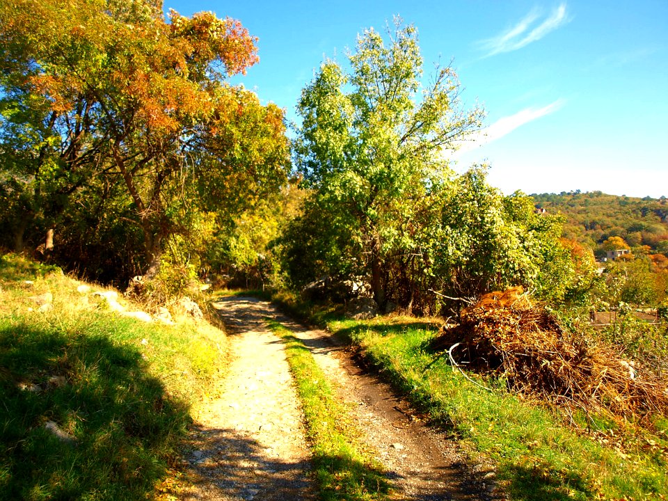 Rural road, Trees, Trail