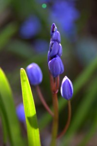 Field flowers, Field flower, Forest flowers