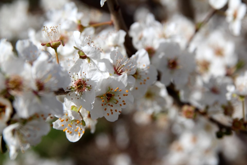 Nature, Texture, Flowers