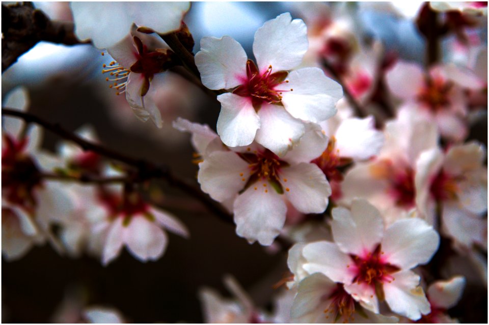 Flowers, Cherryblossom, Cherrypetals