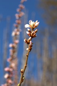 Bud, Branches, Branch photo