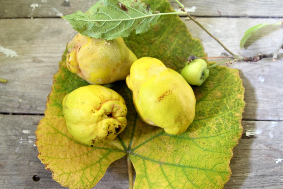 Quince, Autumn fruits, Fruits