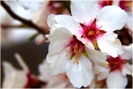 Blossomed, Cherryblossom, Cherrypetals photo