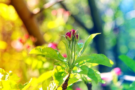 Spring, Garden, Tree blossom