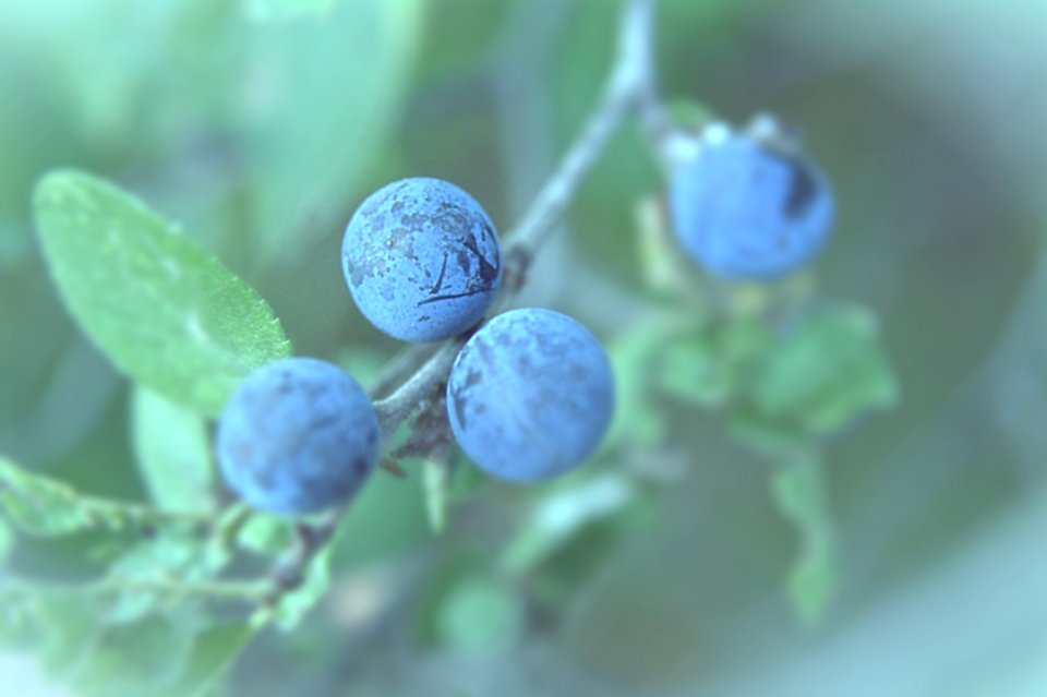 Flora, Nature, Floral
