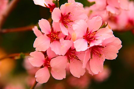 Natural, Tree blossom, Nature photo