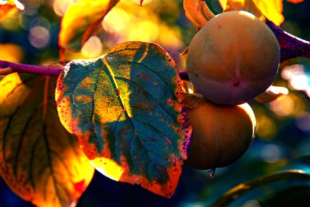 Persimmon, Harvest, Fruit