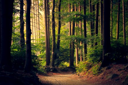 forest trees