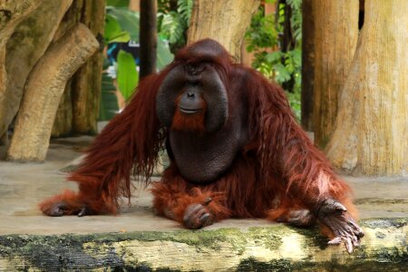 Animal ape asia