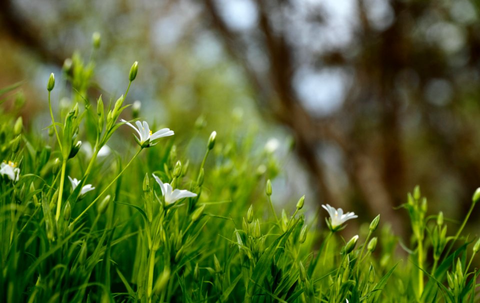 white petaled flowers blooms at daytime