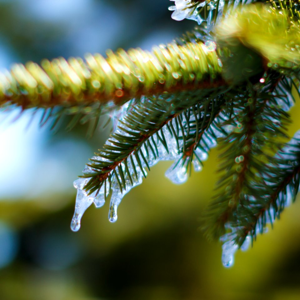 Conifers, Field, Depth photo