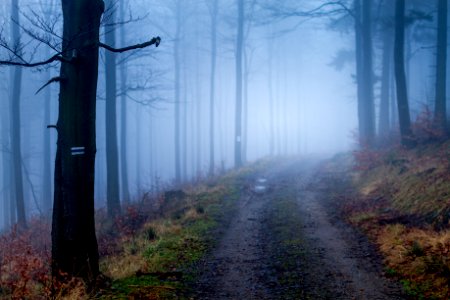 Woods, Halloween, Background
