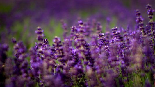 Blue, Flowers, Background
