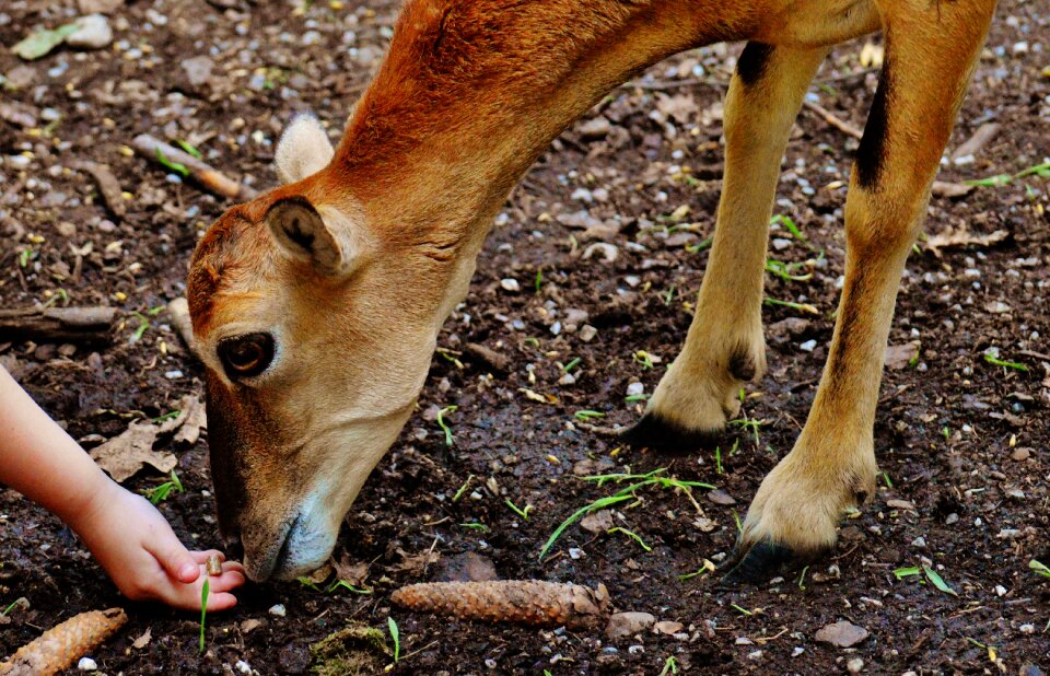 Feed wild animal animal world