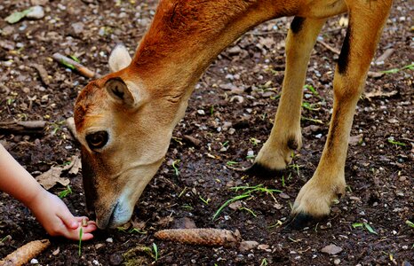 Feed wild animal animal world