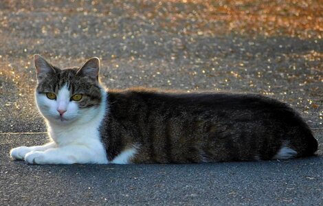 Animal tiger cat sweet