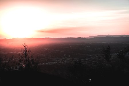 Los angeles, Wisdom tree, United states