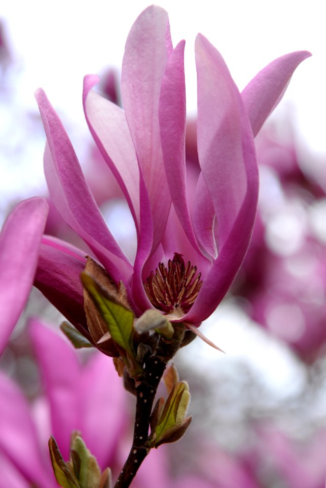 A macro shot of a pink and white flower.