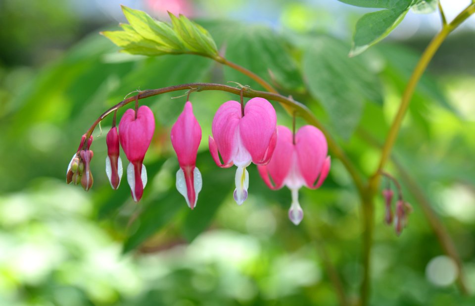 Clarkson valley, United states, Spring