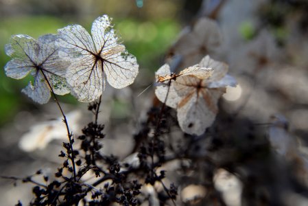 St louis, United states, Cobweb photo