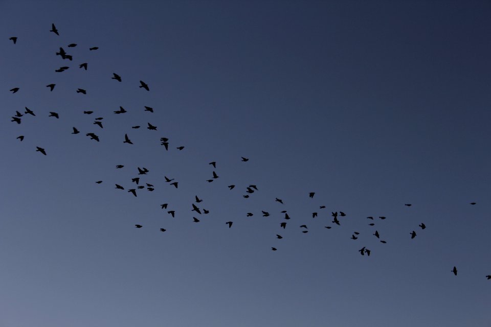 Blue, Flight, Birds