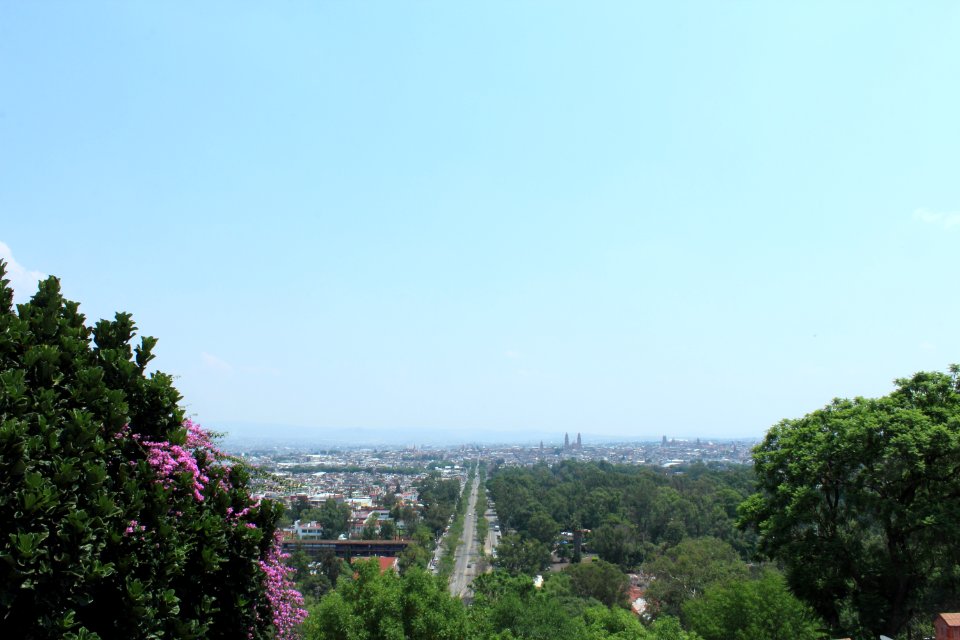 Green, Tree, City