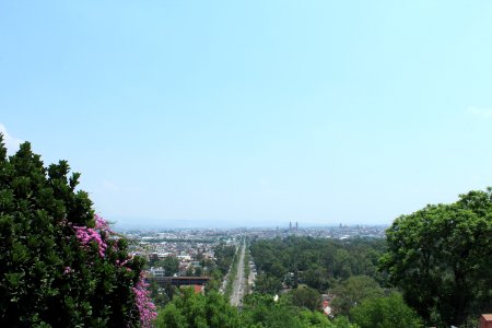 Green, Tree, City