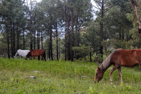 San jos de las torres, Mexico, Animals