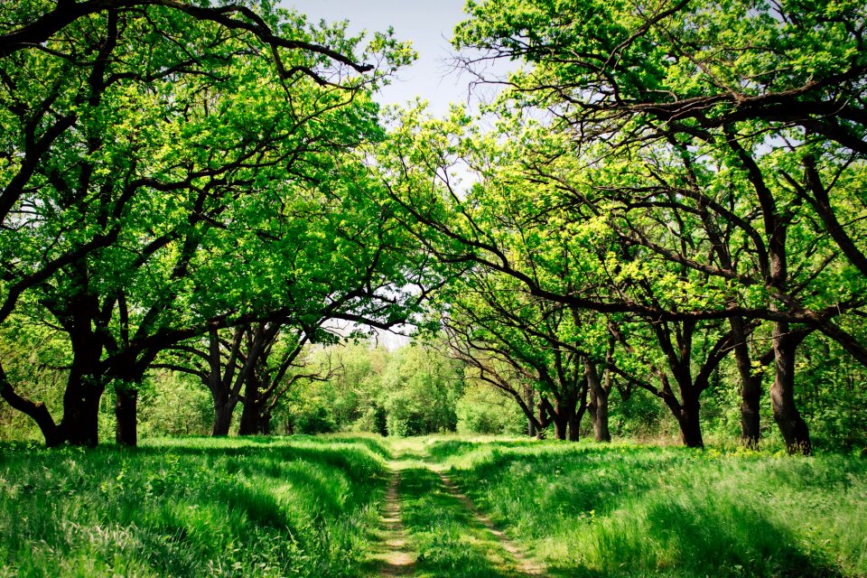 Woods landscape summer